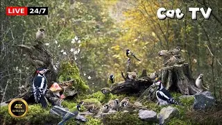 🔴24/7 LIVE Cat TV 😺 Birdies Buddies in the Magic Wood