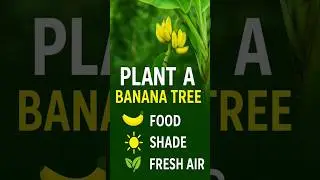 The Benefits of Planting a Banana Tree in Your Garden