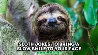 Sloth Joke To Bring a Slow Smile to Your Face