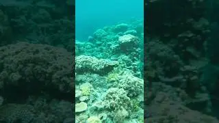 Amazing Coral Reef 🪸 in Okinawa Zamami Island 🏝️ #coralreef #freediving #fyp #zamami #japan