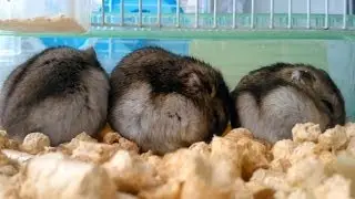 Djungarian hamsters family