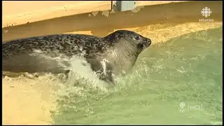 Visite du Parc-Aquarium du Qu&eacute;bec en 2008