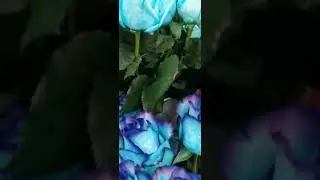 Unveiling the Enigma of the Rare Blue Rose: Perfect Elegance in Nature's True Rarity!