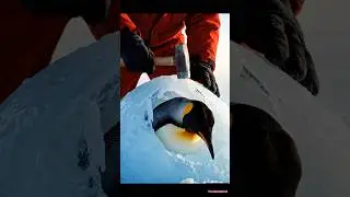 A Penguin is Rescued trapped inside ice shell in Antarctica #rescue #wildliferescue #animals