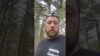 Red Squirrel Removal in Hampden Maine