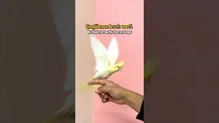 He Tried to Fly From My Finger🪽|Chirps by Piku🐣|#birds #cuteanimals #cockatiel #pets #funnyanimals