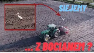 Wiosenny siew traw z BOCIANEM | DJI Mini 2 Shots | Siewnik AMAZONE | Sowing grass seed & rolling