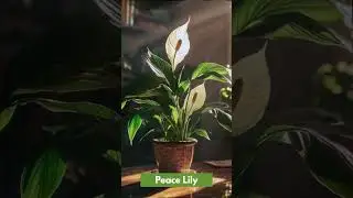 Plants that purifying air #purifyingplant #airpurifyingplant #plants