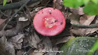 Bosque de los Hongos Azules