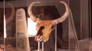 Ice Age Mammals Exhibition