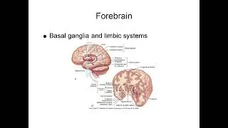 Neurologic System Explained: Brain, Spinal Cord, Neurons, and Reflexes
