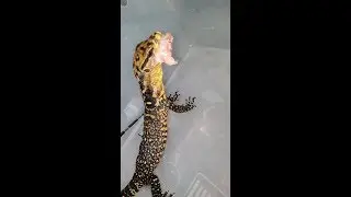 Feeding baby monitor lizards (Varanus Cumingi) #feeding #monitor #lizard #baby #cumingi #herps