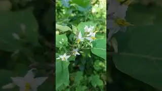 Turkey Berry (Solanum torvum) | Devil's fig | Tandang-aso #shorts #plants #herbal