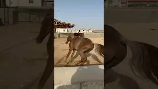 horse shorts video 733🎠🎠🎠#shorts #short #shortvideo #youtubeshorts #horse #viralvideo