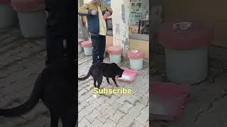 Helping The Street Dogs #trending #viralvideo #humanity #viralshorts