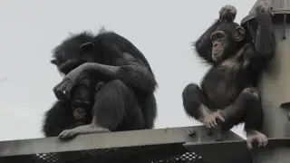 We love playing with everyone! by Dill and Shijimi 僕らはみんなと遊ぶのが大好き！ディルとシジミ　Chimpanzee  多摩動物公園