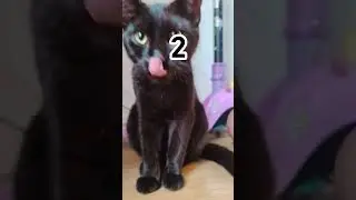 Happy early Halloween 😈 #halloween #foryou #catlovers #catshorts #shorts #catvideos #funny #cat