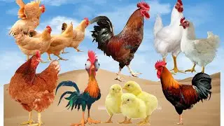 Farm videos | Hen videos | chicken videos | Jungle Mangle tv
