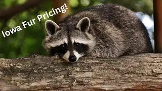 Iowa Fur Auction Prices - Results!