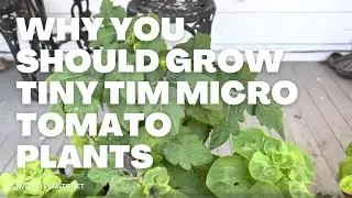 Tiny Tim Tomato Plant - A micro cherry tomato plant