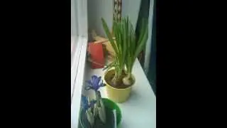Blumen Zeitraffer