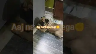 Aaj nahi bachega yay 🐀🐀#coco #doggielife #pug #cuteanimal #cutedog #mypug #doglover #youtubeshorts
