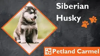 Tail Wagging Wonders: Siberian Husky Breed