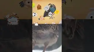 ANIMAL PUZZLE FOR KID'S (QUAIL) HAPPY EXPLORE AND LEARNING #english #learning #animals #kids #video