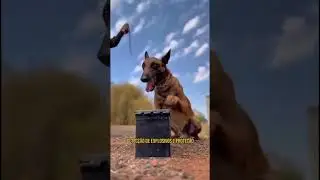C&atilde;es de Guerra!