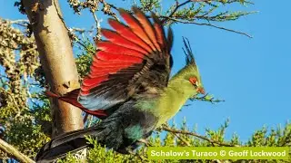Northern Tanzania: The Greatest Wildlife Spectacle on Earth