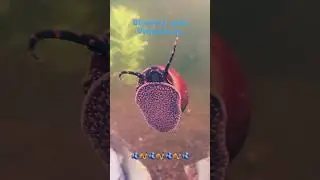 Blueberry snail 🫐🐌#snail #fishtank