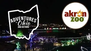 Wild Lights - Akron Zoo | Adventures in Ohio