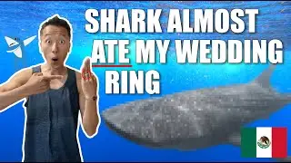 Swimming with the BIGGEST SHARKS in the ocean - Whale sharks of Isla Holbox, Mexico 🇲🇽