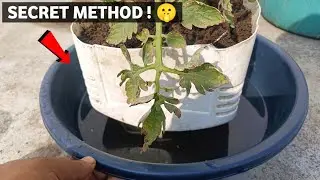 Reverse Watering Method! 2X Faster Plant Growth