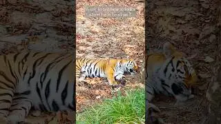 🐅Huge male tiger sleeping under the tree #ClickATale #Tigersafari #tigersighting