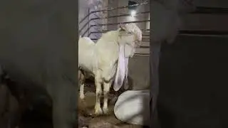 Gulabi breeder HUM Farm ❤Narejo Gulabi Goat farm ❤