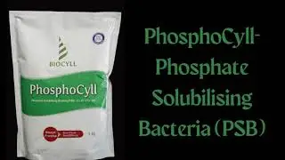 PhosphoCyll  Phosphate Solubilising Bacteria PSB
