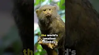 Did you Know this about MONKEY? #monkeyfacts