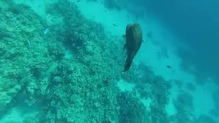 Рыба &ndash; Наполеон  в бухте Sharks bay. The Napoleon fish. Red sea. Egypt. Великолепный подводный мир