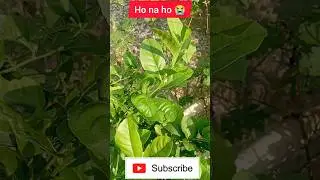 How to grow lemon tree #propagation_lemon_tree #air_layering #shorts
