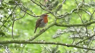[No Copyright Music]Forest Birdsong,Relaxing Nature Sounds