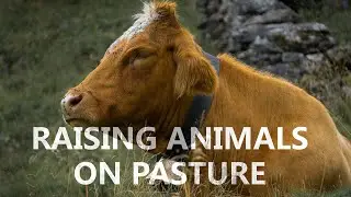 Raising Animals on Pasture