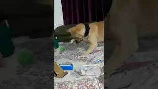 Dog Leo's Bed Time Fun #shorts #ytshorts #leo #dbrownmixstudio #dog
