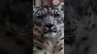Snow Leopards Snezhek 🐅 #photography #short #shortvideo #snowleopard #viral