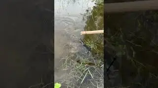 🎣 Fishing for LIFE in a Desi Village | A Day of Traditional Fishing in Rural Life 🌾 Village Ltd