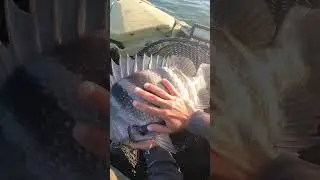 Long Island New York Sheepshead