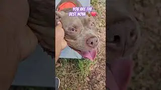 My Dog Is The Best🐕🐾❤️ #americanbullybreed #americandog #bullybreed