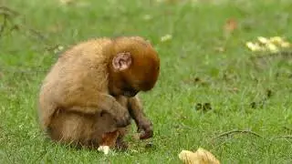 A super cute Baby ape in my backyard