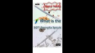 What is the SQT® Spongilla Spicule of Hydrolyzed Sponge Extract？