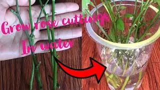 How to grow rose cuttings in water #Gardeningideas #rosepropagation -#how to take care rose plants